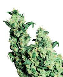 Jack Herer