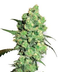 Super Skunk
